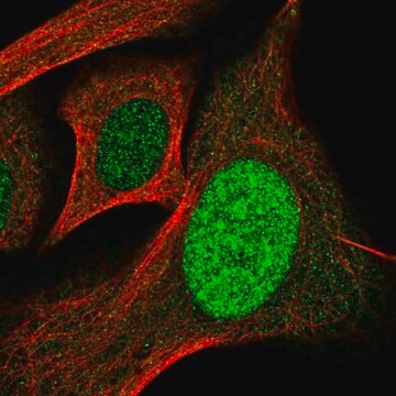 Anti-SP110 antibody produced in rabbit Prestige Antibodies&#174; Powered by Atlas Antibodies, affinity isolated antibody