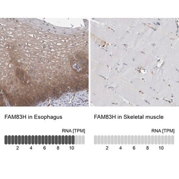 Anti-FAM83H antibody produced in rabbit Prestige Antibodies&#174; Powered by Atlas Antibodies, affinity isolated antibody, buffered aqueous glycerol solution, Ab2