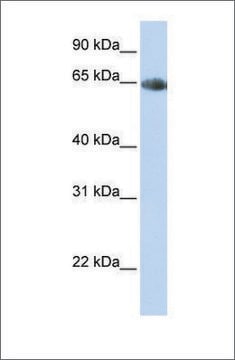 Anti-SLC6A2 antibody produced in rabbit affinity isolated antibody