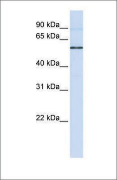 抗ESRRB抗体 ウサギ宿主抗体 affinity isolated antibody