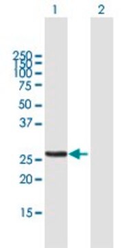 Anti-MTX2 antibody produced in mouse purified immunoglobulin, buffered aqueous solution