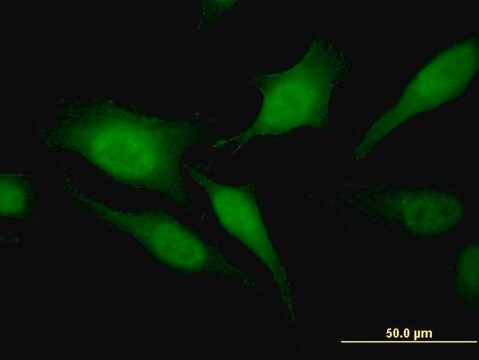 Monoclonal Anti-RGS20 antibody produced in mouse clone 3E10, purified immunoglobulin, buffered aqueous solution