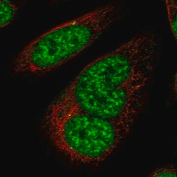 Anti-UHMK1 polyclonal Prestige Antibodies®, Sigma Aldrich