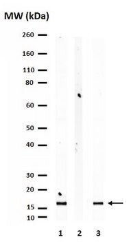 Anticorpo anti-istone H3.3, mutante K27M from rabbit, purified by affinity chromatography