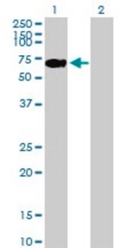 Anti-LONRF2 antibody produced in mouse purified immunoglobulin, buffered aqueous solution