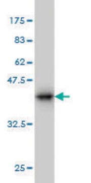 Monoclonal Anti-NRG2 antibody produced in mouse clone 3D2, purified immunoglobulin, buffered aqueous solution