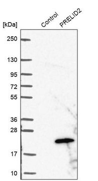 Anti-PRELID2 antibody produced in rabbit Prestige Antibodies&#174; Powered by Atlas Antibodies, affinity isolated antibody, buffered aqueous glycerol solution