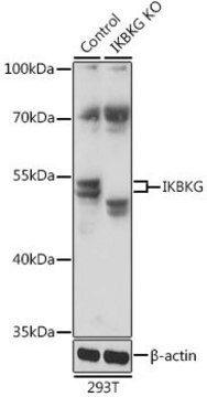 Anti-IKBKG antibody produced in rabbit