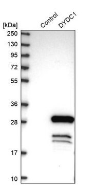 Anti-DYDC1 antibody produced in rabbit Prestige Antibodies&#174; Powered by Atlas Antibodies, affinity isolated antibody, buffered aqueous glycerol solution