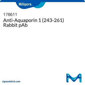 Anti-Aquaporin 1 (243-261) Rabbit pAb