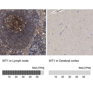 Anti-SIT1 antibody produced in rabbit Prestige Antibodies&#174; Powered by Atlas Antibodies, affinity isolated antibody, buffered aqueous glycerol solution