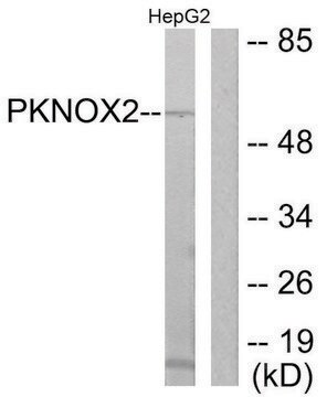 Anti-PKNOX2 antibody produced in rabbit affinity isolated antibody