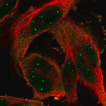 Anti-POU6F1 antibody produced in rabbit Prestige Antibodies&#174; Powered by Atlas Antibodies, affinity isolated antibody