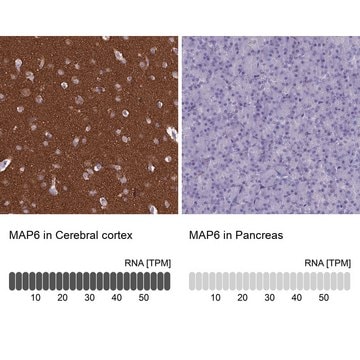 Anti-MAP6 antibody produced in rabbit Prestige Antibodies&#174; Powered by Atlas Antibodies, affinity isolated antibody, buffered aqueous glycerol solution