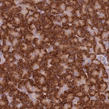 Anti-SPATA2 antibody produced in rabbit Prestige Antibodies&#174; Powered by Atlas Antibodies, affinity isolated antibody, buffered aqueous glycerol solution