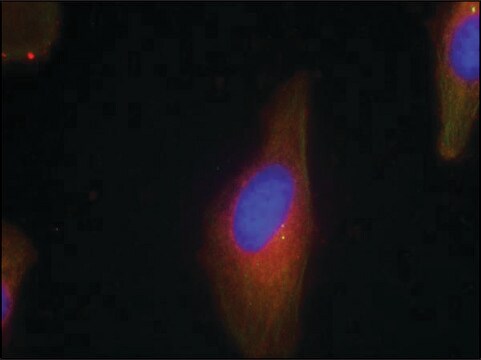 Anti-SYT1/SYT2 (Ab-202/199) antibody produced in rabbit affinity isolated antibody