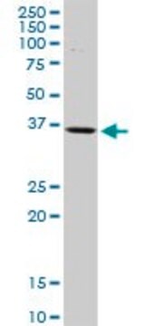 Anti-ISL2 antibody produced in rabbit purified immunoglobulin, buffered aqueous solution