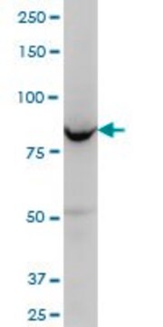 Monoclonal Anti-OSBPL8 antibody produced in mouse clone 4H6, purified immunoglobulin, buffered aqueous solution