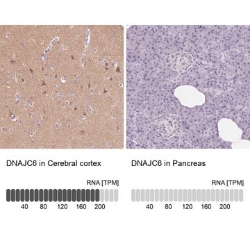 Anti-DNAJC6 antibody produced in rabbit Prestige Antibodies&#174; Powered by Atlas Antibodies, affinity isolated antibody, buffered aqueous glycerol solution