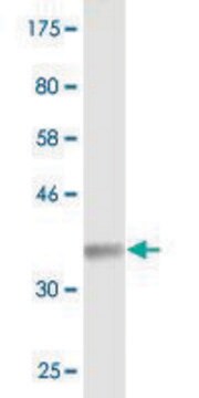 Monoclonal Anti-SYNGR2, (C-terminal) antibody produced in mouse clone 1G7, purified immunoglobulin, buffered aqueous solution