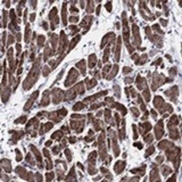 Anti-NDUFA4 antibody produced in rabbit Prestige Antibodies&#174; Powered by Atlas Antibodies, affinity isolated antibody, buffered aqueous glycerol solution