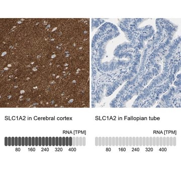 抗EAAT2抗体 ウサギ宿主抗体 Prestige Antibodies&#174; Powered by Atlas Antibodies, affinity isolated antibody, buffered aqueous glycerol solution