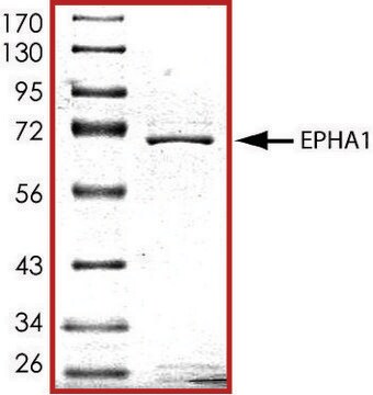 EPHA1 (569-end), active, GST tagged from mouse PRECISIO&#174; Kinase, recombinant, expressed in baculovirus infected Sf9 cells, &#8805;70% (SDS-PAGE), buffered aqueous glycerol solution