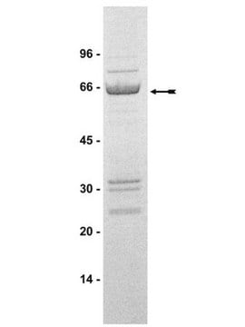 Raf-1 Protein, Active, 10 &#181;g Active, N-terminal GST-tagged recombinant human Raf-1 residues 306-end, containing the mutations Y340D &amp; Y341D, for use in Kinase Assays.