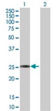 Anti-GSTA3 antibody produced in rabbit purified immunoglobulin, buffered aqueous solution