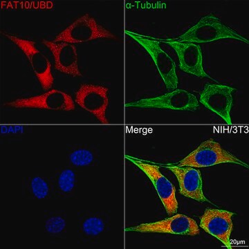 Anti-FAT10/UBD Antibody, clone 10A6T5, Rabbit Monoclonal