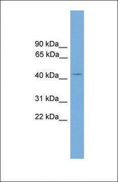 Anti-AP1M2, (N-terminal) antibody produced in rabbit affinity isolated antibody