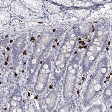 Anti-CFAP58 antibody produced in rabbit Prestige Antibodies&#174; Powered by Atlas Antibodies, affinity isolated antibody, buffered aqueous glycerol solution