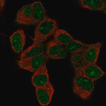 Anti-HOXD9 antibody produced in rabbit Prestige Antibodies&#174; Powered by Atlas Antibodies, affinity isolated antibody