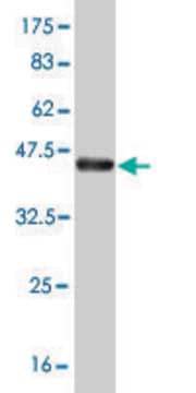 ANTI-T antibody produced in mouse clone 5C10, purified immunoglobulin, buffered aqueous solution