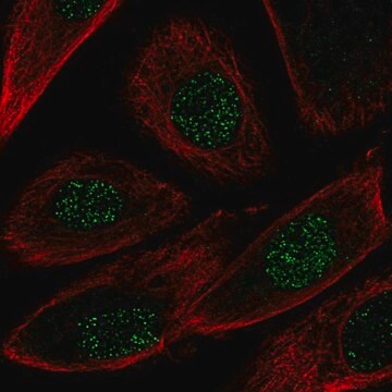 Anti-NRG2 antibody produced in rabbit Prestige Antibodies&#174; Powered by Atlas Antibodies, affinity isolated antibody, buffered aqueous glycerol solution