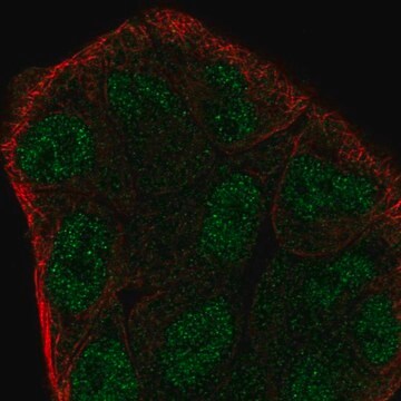 Anti-ZMYM6 antibody produced in rabbit Prestige Antibodies&#174; Powered by Atlas Antibodies, affinity isolated antibody