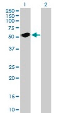 Anti-SH2D2A antibody produced in mouse purified immunoglobulin, buffered aqueous solution