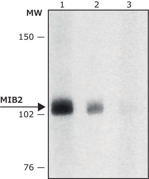 Anti-MIB2 (C-terminal) antibody produced in rabbit IgG fraction of antiserum, buffered aqueous solution