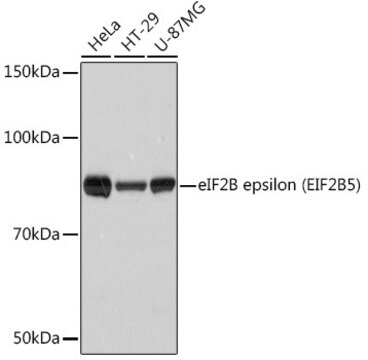 Anti-eIF2B epsilon (EIF2B5) Antibody, clone 5M2D4, Rabbit Monoclonal