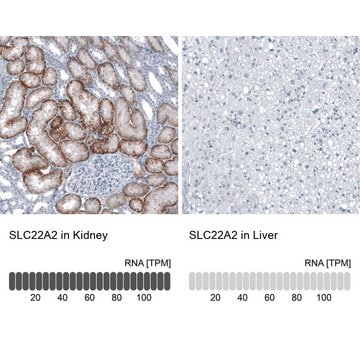 Anti-SLC22A2 antibody produced in rabbit Prestige Antibodies&#174; Powered by Atlas Antibodies, affinity isolated antibody, buffered aqueous glycerol solution