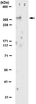 Anti-Spectrin beta-II Antibody, clone 2A7 clone 2A7, from mouse