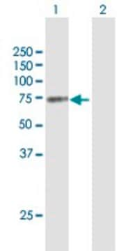 Anti-MGRN1 antibody produced in mouse purified immunoglobulin, buffered aqueous solution