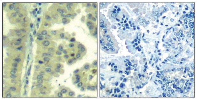 Anti-EIF4G1 (Ab-1232) antibody produced in rabbit affinity isolated antibody