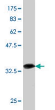 Monoclonal Anti-LIPF, (C-terminal) antibody produced in mouse clone 3B3, purified immunoglobulin, buffered aqueous solution