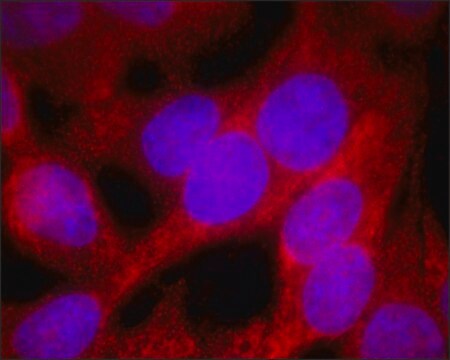 Monoclonal Anti-IDH1 antibody produced in mouse clone IDH1-A36, culture supernatant