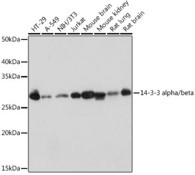 Anti-14-3-3 alpha/beta Antibody, clone 2F7O1, Rabbit Monoclonal