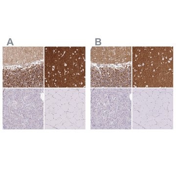 Anti-SIRPA antibody produced in rabbit Prestige Antibodies&#174; Powered by Atlas Antibodies, affinity isolated antibody