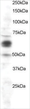 Anti-COX1/PTGS1 antibody produced in goat affinity isolated antibody, buffered aqueous solution