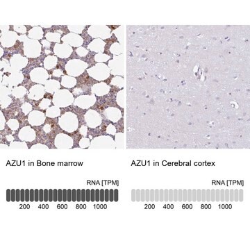 Anti-AZU1 antibody produced in rabbit Prestige Antibodies&#174; Powered by Atlas Antibodies, affinity isolated antibody, buffered aqueous glycerol solution