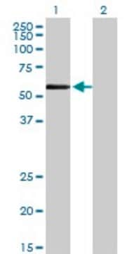 Monoclonal Anti-ZNF165 antibody produced in mouse clone 2B8, purified immunoglobulin, buffered aqueous solution